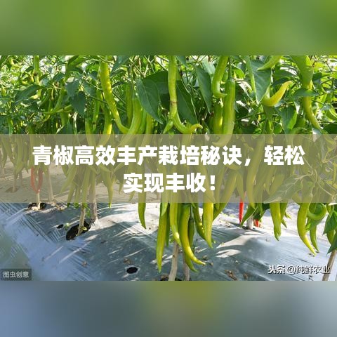 青椒高效豐產(chǎn)栽培秘訣，輕松實(shí)現(xiàn)豐收！