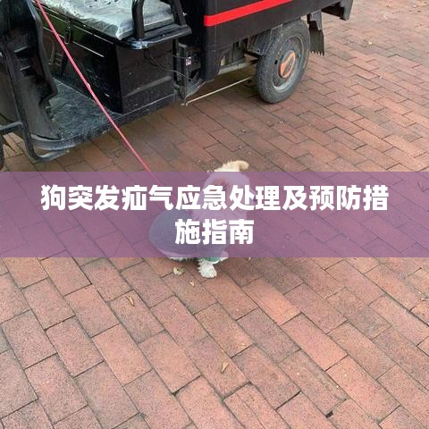 狗突發(fā)疝氣應急處理及預防措施指南