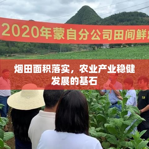 煙田面積落實，農(nóng)業(yè)產(chǎn)業(yè)穩(wěn)健發(fā)展的基石