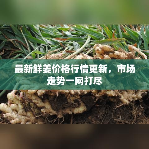 最新鮮姜價格行情更新，市場走勢一網(wǎng)打盡