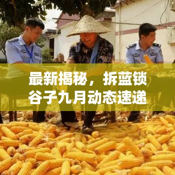 最新揭秘，拆藍鎖谷子九月動態(tài)速遞