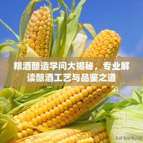 糧酒釀造學(xué)問大揭秘，專業(yè)解讀釀酒工藝與品鑒之道