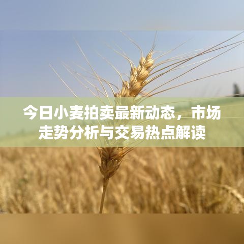 今日小麥拍賣最新動態(tài)，市場走勢分析與交易熱點解讀