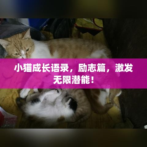 小貓成長語錄，勵志篇，激發(fā)無限潛能！