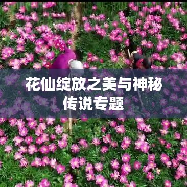 花仙綻放之美與神秘傳說(shuō)專(zhuān)題
