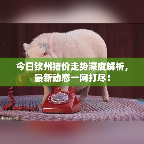 今日欽州豬價走勢深度解析，最新動態(tài)一網(wǎng)打盡！