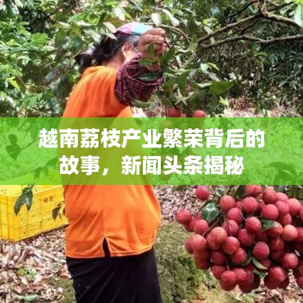 越南荔枝產(chǎn)業(yè)繁榮背后的故事，新聞?lì)^條揭秘