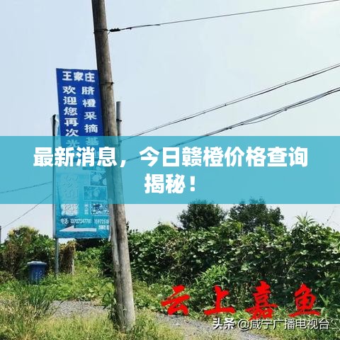 最新消息，今日贛橙價(jià)格查詢揭秘！