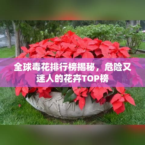 全球毒花排行榜揭秘，危險又迷人的花卉TOP榜