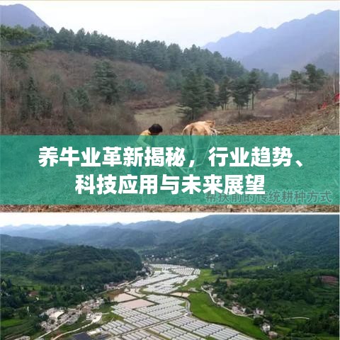 養(yǎng)牛業(yè)革新揭秘，行業(yè)趨勢、科技應用與未來展望