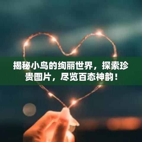 揭秘小鳥(niǎo)的絢麗世界，探索珍貴圖片，盡覽百態(tài)神韻！