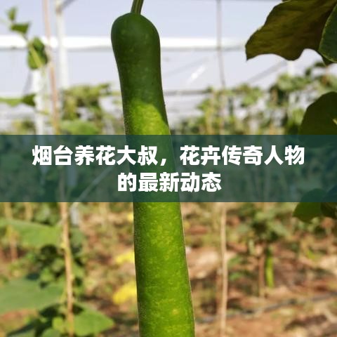 煙臺(tái)養(yǎng)花大叔，花卉傳奇人物的最新動(dòng)態(tài)