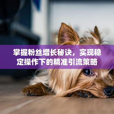 掌握粉絲增長(zhǎng)秘訣，實(shí)現(xiàn)穩(wěn)定操作下的精準(zhǔn)引流策略