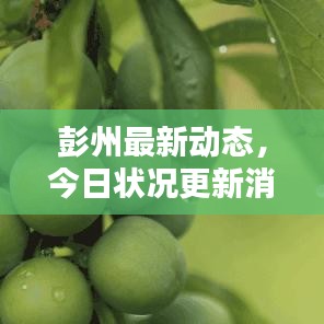 彭州最新動(dòng)態(tài)，今日狀況更新消息速遞