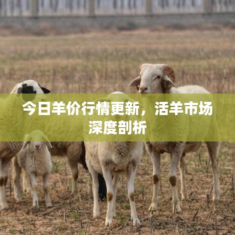 今日羊價(jià)行情更新，活羊市場(chǎng)深度剖析