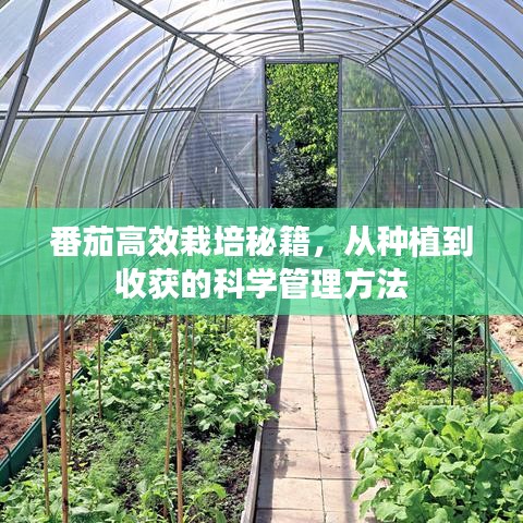 番茄高效栽培秘籍，從種植到收獲的科學(xué)管理方法