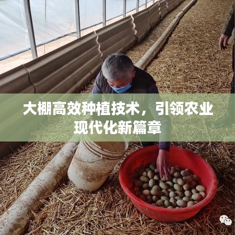 大棚高效種植技術(shù)，引領(lǐng)農(nóng)業(yè)現(xiàn)代化新篇章