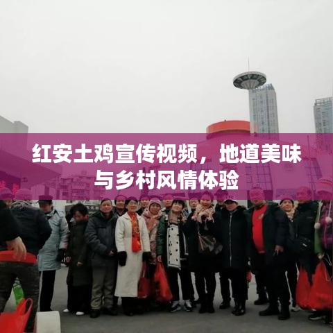 紅安土雞宣傳視頻，地道美味與鄉(xiāng)村風(fēng)情體驗
