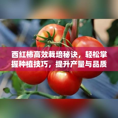 西紅柿高效栽培秘訣，輕松掌握種植技巧，提升產(chǎn)量與品質(zhì)！