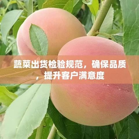 蔬菜出貨檢驗規(guī)范，確保品質(zhì)，提升客戶滿意度