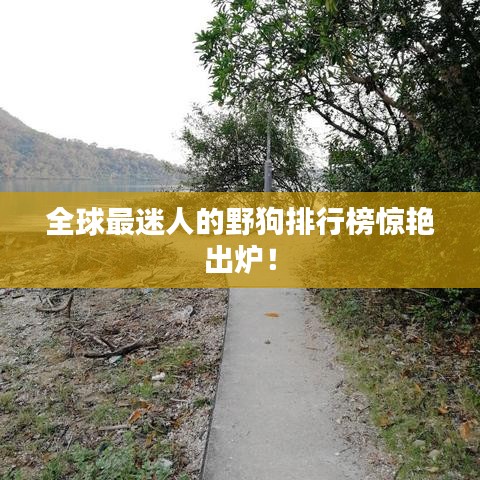全球最迷人的野狗排行榜驚艷出爐！