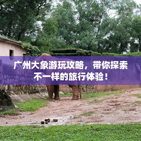 廣州大象游玩攻略，帶你探索不一樣的旅行體驗！