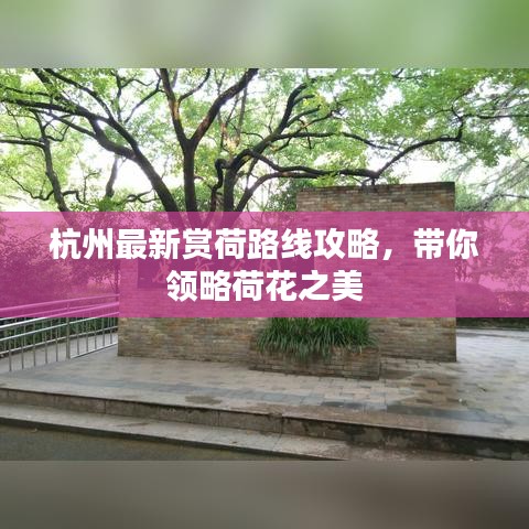 杭州最新賞荷路線(xiàn)攻略，帶你領(lǐng)略荷花之美