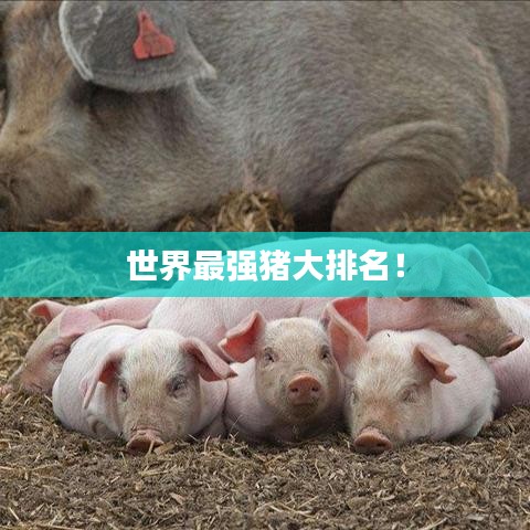 世界最強(qiáng)豬大排名！