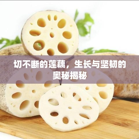 切不斷的蓮藕，生長(zhǎng)與堅(jiān)韌的奧秘揭秘