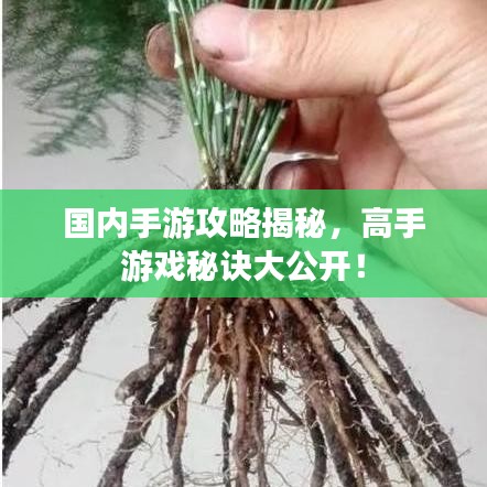 國內(nèi)手游攻略揭秘，高手游戲秘訣大公開！