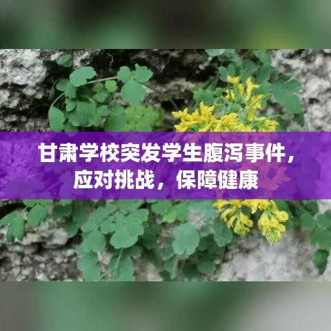 甘肅學校突發(fā)學生腹瀉事件，應對挑戰(zhàn)，保障健康