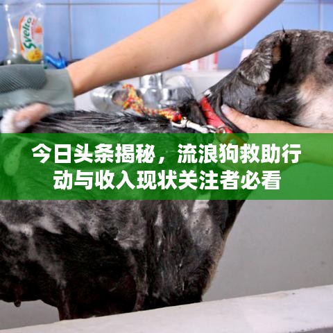 今日頭條揭秘，流浪狗救助行動(dòng)與收入現(xiàn)狀關(guān)注者必看