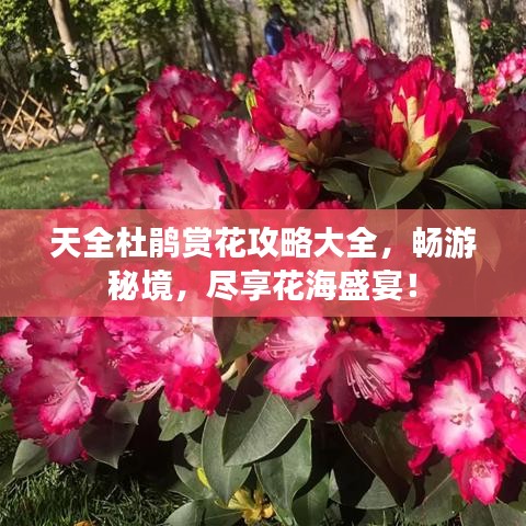 天全杜鵑賞花攻略大全，暢游秘境，盡享花海盛宴！