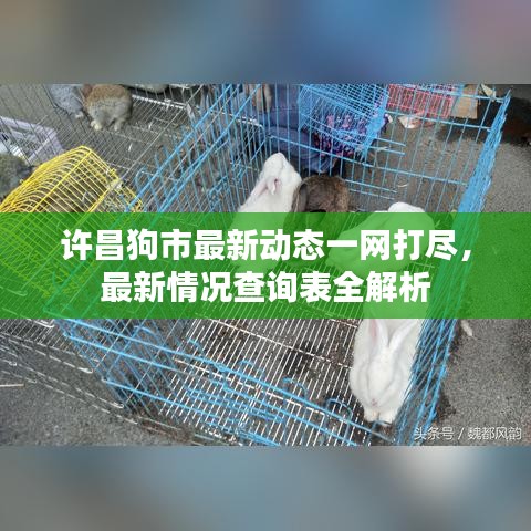 許昌狗市最新動(dòng)態(tài)一網(wǎng)打盡，最新情況查詢表全解析
