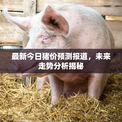 最新今日豬價預(yù)測報道，未來走勢分析揭秘