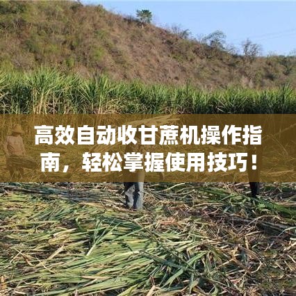 高效自動(dòng)收甘蔗機(jī)操作指南，輕松掌握使用技巧！
