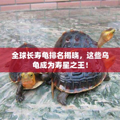 全球長(zhǎng)壽龜排名揭曉，這些烏龜成為壽星之王！
