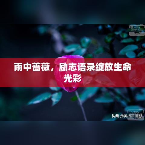 雨中薔薇，勵志語錄綻放生命光彩