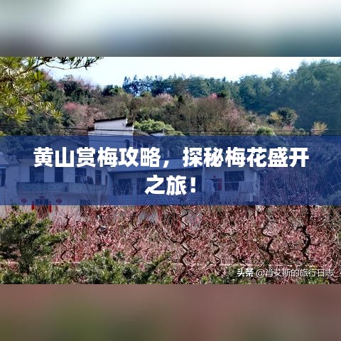 黃山賞梅攻略，探秘梅花盛開之旅！