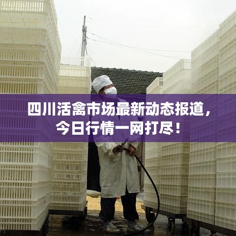 四川活禽市場最新動態(tài)報道，今日行情一網(wǎng)打盡！