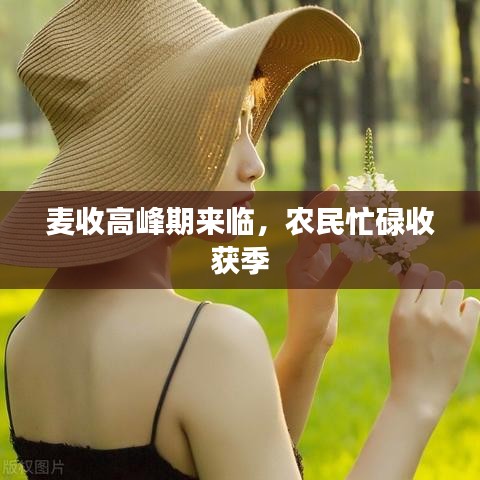 麥?zhǔn)崭叻迤趤?lái)臨，農(nóng)民忙碌收獲季