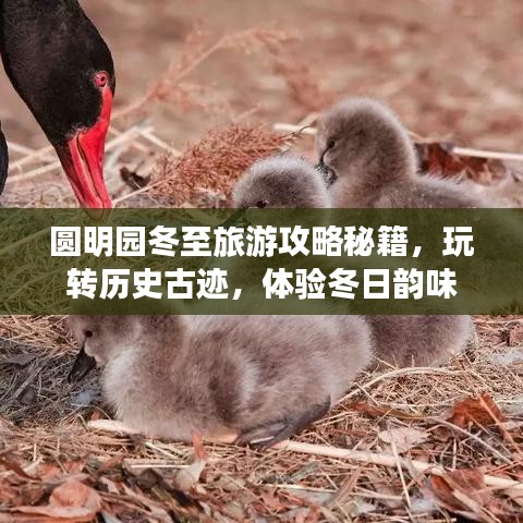 圓明園冬至旅游攻略秘籍，玩轉(zhuǎn)歷史古跡，體驗(yàn)冬日韻味
