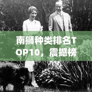 南獅種類排名TOP10，震撼榜單，不容錯過！