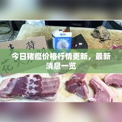 今日豬瘟價格行情更新，最新消息一覽