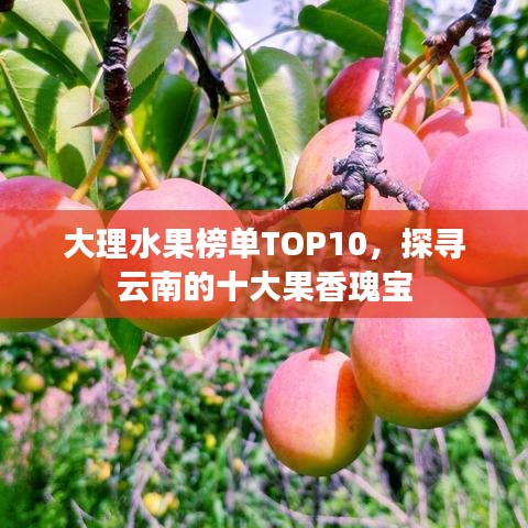 大理水果榜單TOP10，探尋云南的十大果香瑰寶