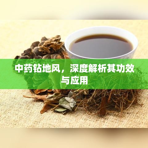 中藥鉆地風(fēng)，深度解析其功效與應(yīng)用