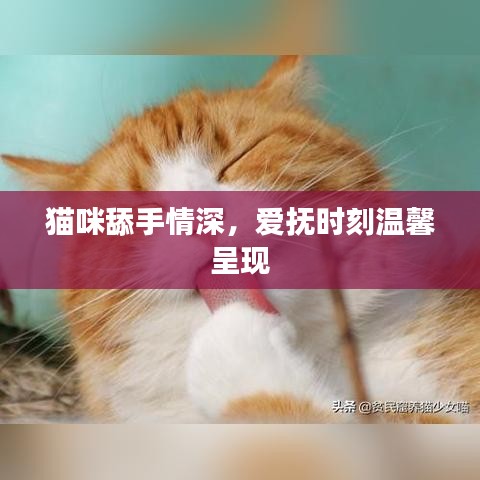 貓咪舔手情深，愛(ài)撫時(shí)刻溫馨呈現(xiàn)