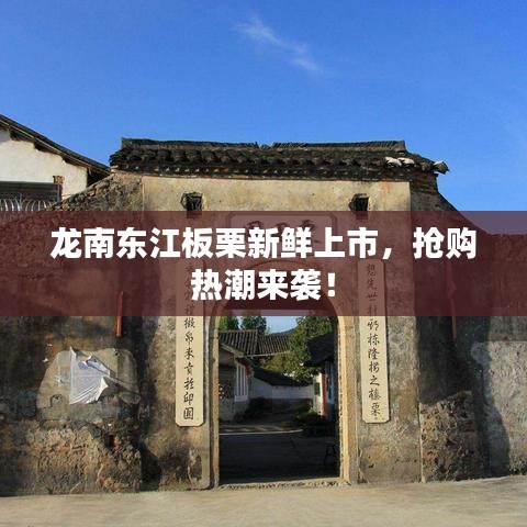 龍南東江板栗新鮮上市，搶購熱潮來襲！