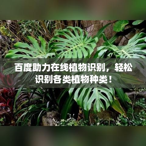 百度助力在線植物識別，輕松識別各類植物種類！