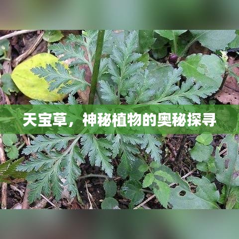 天寶草，神秘植物的奧秘探尋